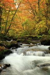 奥入瀬渓流の紅葉