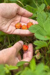 gathering of forest strawberries