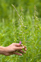 women hand gathering flowers of willow-herb (Ivan-tea)