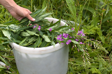 hand putting willow-herb (Ivan-tea) in the bucket