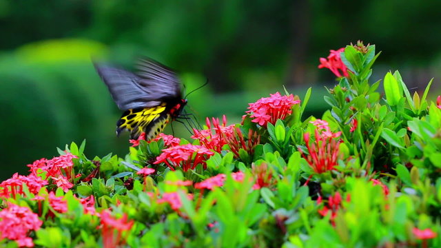 Butterflies are flying to suck nectar from flowers in red. In the evening, before sunset.