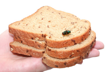Pieces of bread and Blow fly on a hand