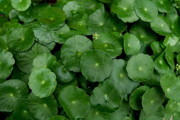 Water Pennywort - Hydrocotyle umbellata and its flower