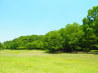 Fototapeta premium 初夏の林と草原