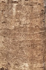 Tree bark texture,abstract background and texture