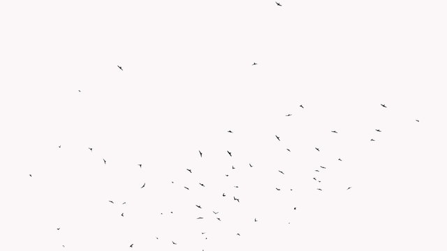 Flock of Swallows flying on the white background