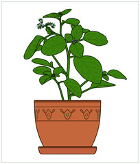 Potted Plant. Houseplants. Vector.