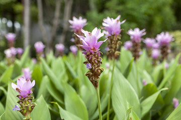 Purple Siam Tulip flower garden horizontal style