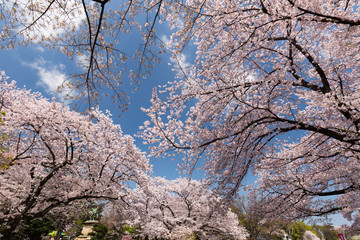 上野公園の桜並木