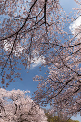 上野公園の桜並木