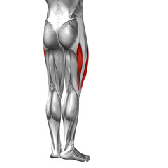 Conceptual 3D human back upper leg muscle anatomy