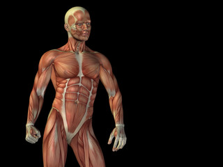 Fototapeta na wymiar Conceptual human body anatomy on black