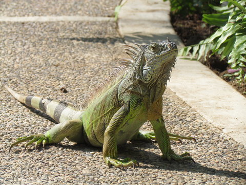 Iguana posando