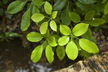 Wet green leaves with river on background