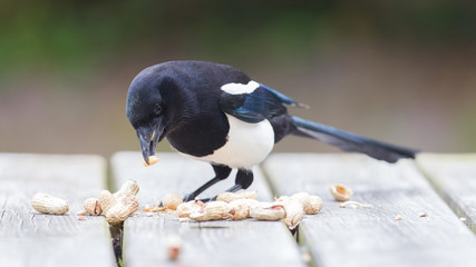 European Magpie (pica pica)