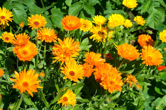 Calendula