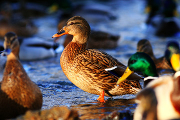 Fototapeta premium landscape wildlife duck drakes