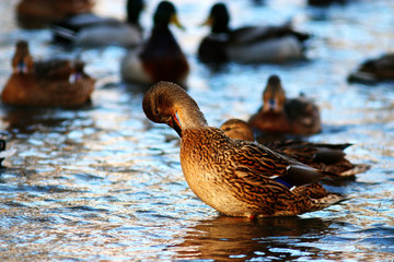 landscape wildlife duck drakes