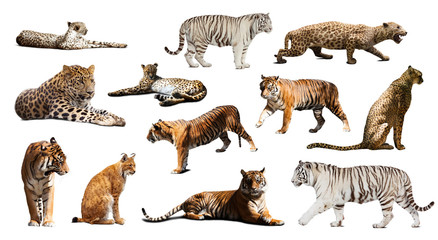 Fototapeta premium Zestaw tygrysa i innych dużych żbików. Pojedynczo na białym