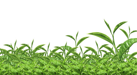 green tea isolated, white background