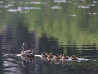 Duck family