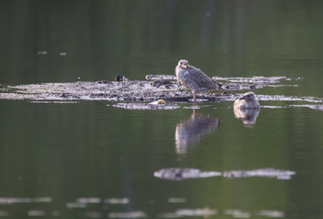 Herring Gull