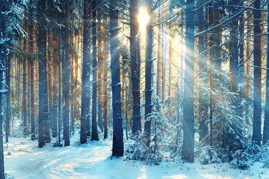 January winter landscape in the forest