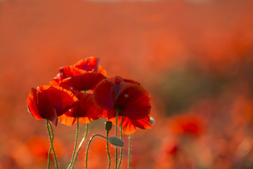 Red poppies on red background