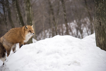 Obraz premium Red Fox in the snowfields of Siroishi, Japan