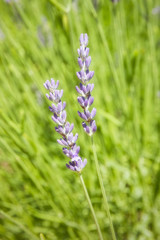 Two full light lavender sprigs
