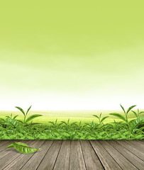 green tea leaves on Wooden floor with green tea Plantation and sky background