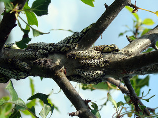 Image of pupa wood apple tree