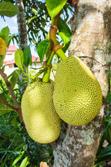 jackfruit in thai garden