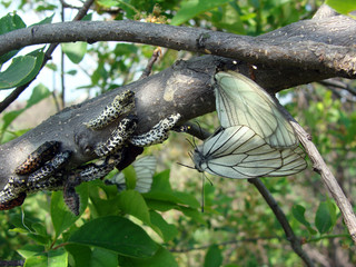 Image of Aporia Crataegi butterfly