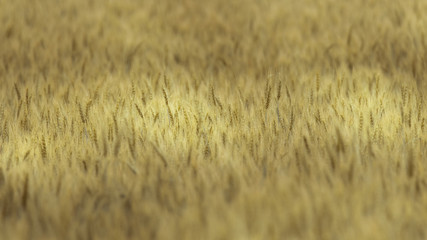 wheat field ready for harvest