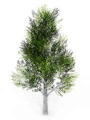 Obraz premium Tree isolated on white background