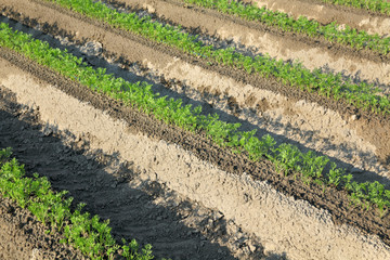 Agriculture, carrot field in early summer, rows of plant