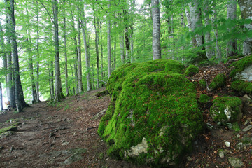 forest landscape in summer europe pine