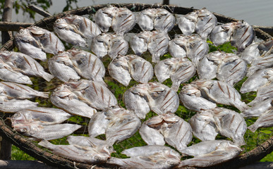 Dried fish
