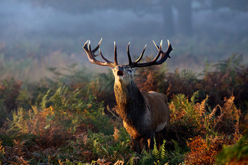 Red deer stag in the autumn bracken 