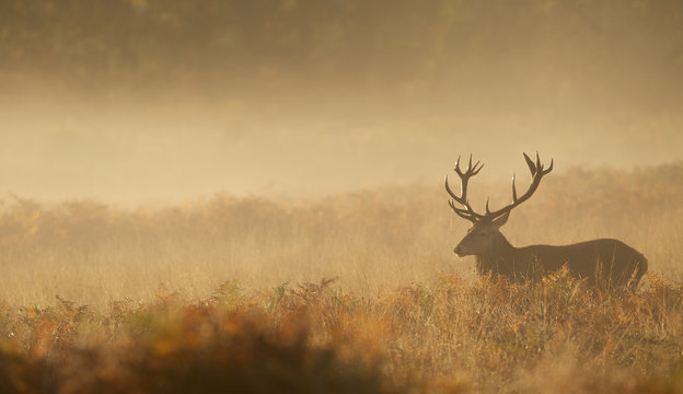 Red deer Stag in the mist