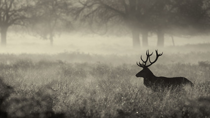 Fototapeta premium Black and white Red deer Stag in the mist