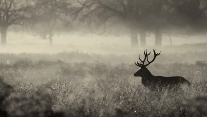 Plexiglas foto achterwand Zwart-wit Edelhert Hert in de mist © bridgephotography