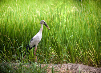 heron bird in rice field