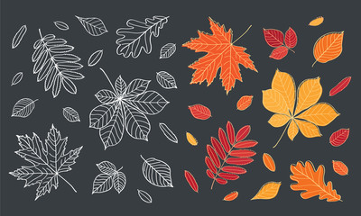Fall of the leaves. Autumn leaves are drawn with chalk on black chalkboard. Set of different leaves of trees. Sketch, design elements. Vector illustration.