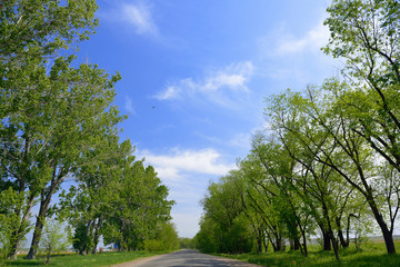 Obraz premium Country road 