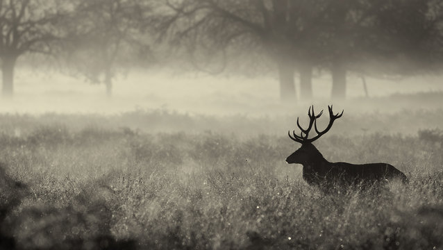 Fototapeta Black and white Red deer Stag in the mist