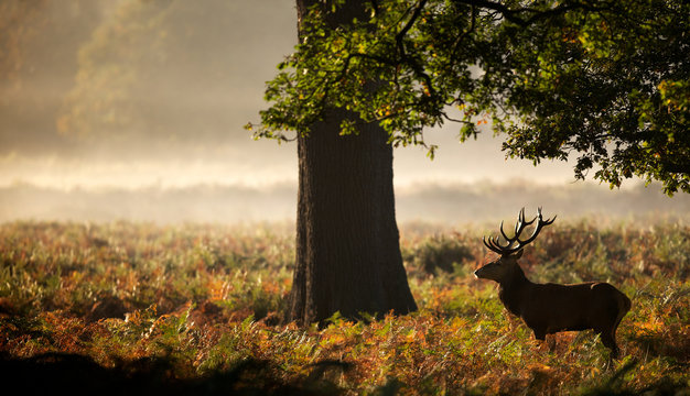 Red deer Stag silhouette under a large tree 