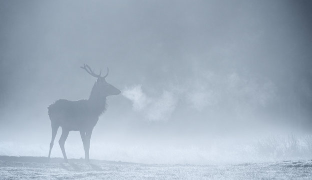 Fototapeta Red deer Stag silhouette in the morning mist