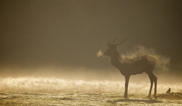 Red deer Stag silhouette in the morning mist